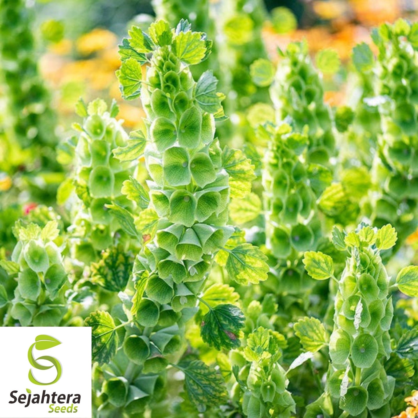 Bells of Ireland Seeds 150+ | Green Flower Moluccella laevis USA