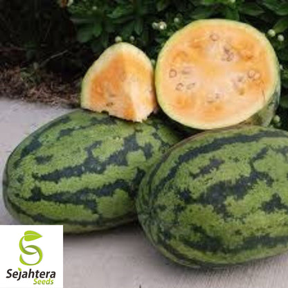 Orangeglo Watermelon Seeds - 10+ Non-GMO, Large, Sweet, 20-30 lb Fruits