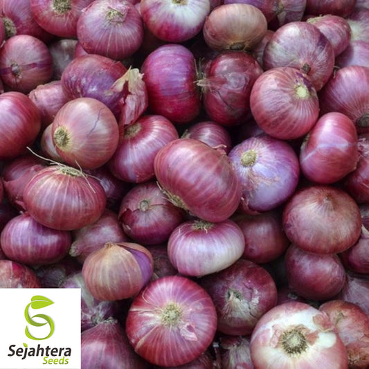 250+ Red Burgundy Onion Seeds - Non-GMO, Heirloom & Sweet Variety