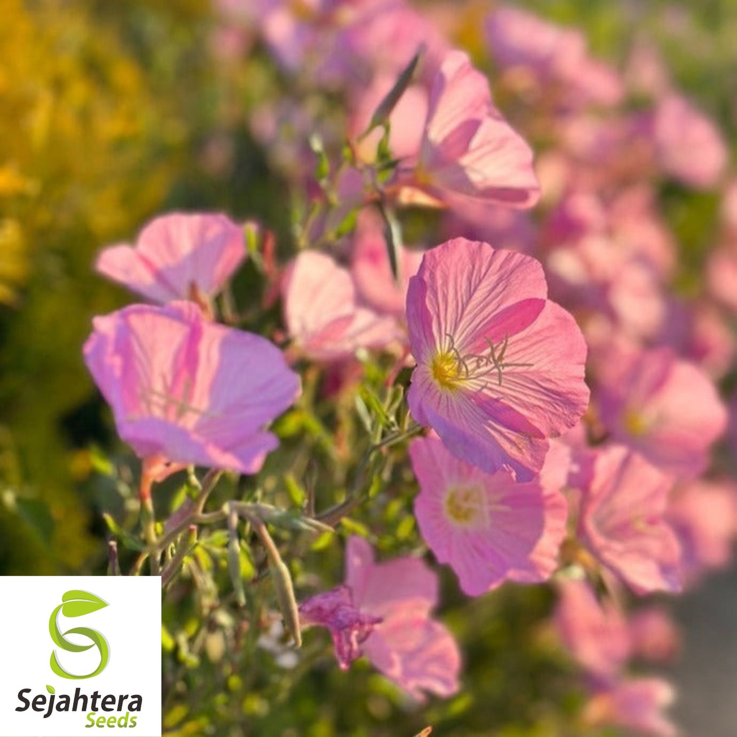 Evening Primrose Seeds - 400+ Heirloom Pink Blooms - Pollinator-Friendly & Fresh