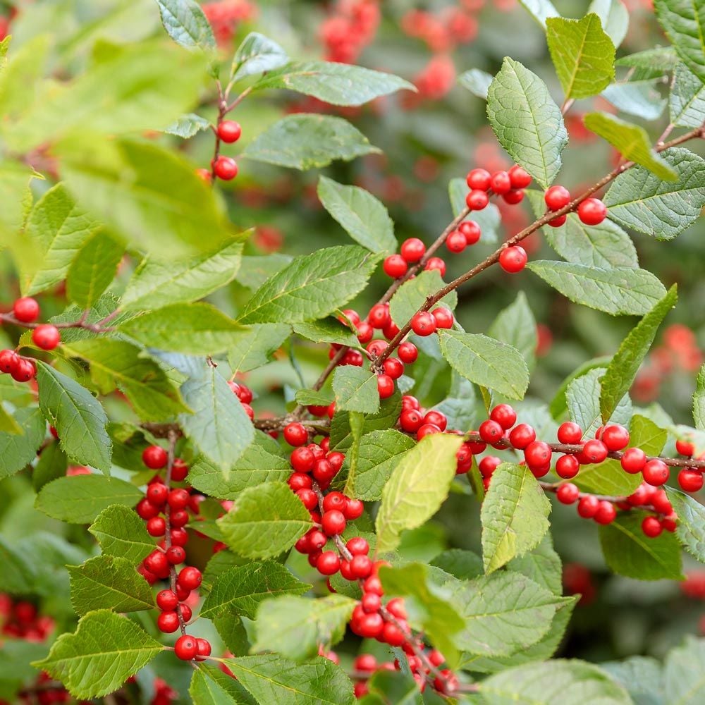 Ilex Verticillata 250 mg Seeds For Planting