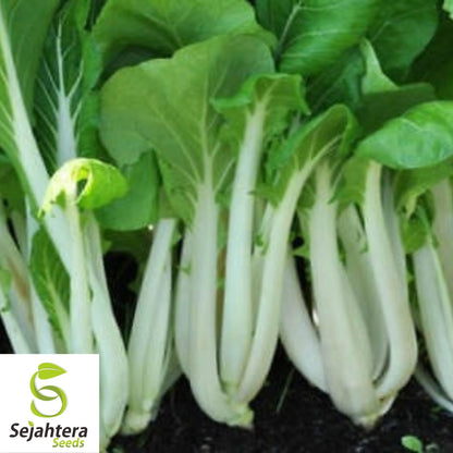 Pak Choi Cabbage Seeds 500+ | White Stem Chinese Vegetable NON-GMO USA