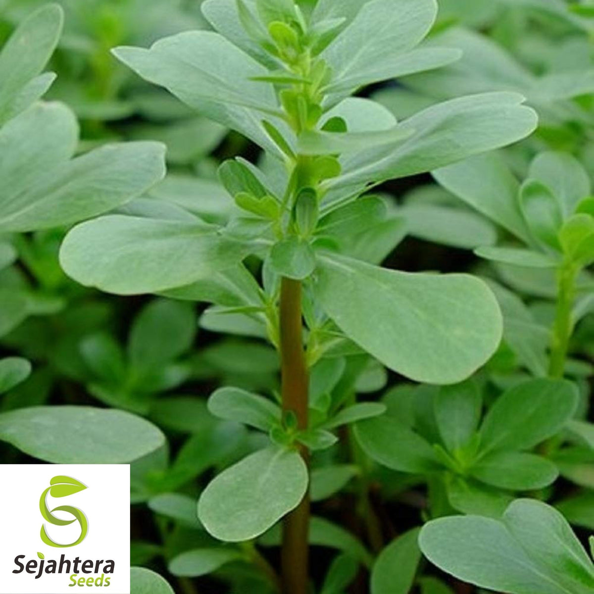 Green Purslane Seeds 500+ | Portulaca oleracea Edible Herb Garden USA
