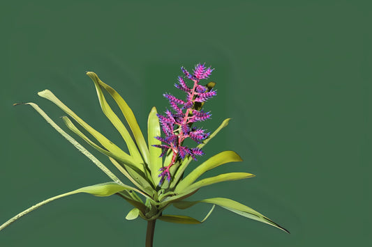 Bromeliad Aechmea Del Mar Plant - Tropical Indoor Houseplant - Ornamental Bromeliad for Home Decor