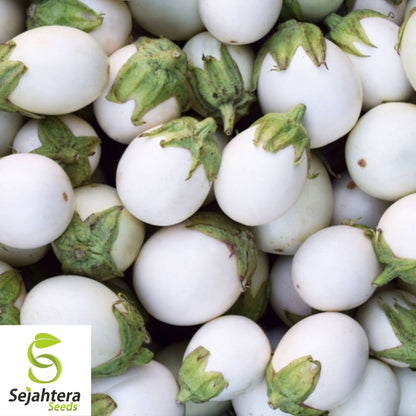 50+ White Egg Eggplant Seeds - Non-GMO, Unique Solanum Melongena Vegetable