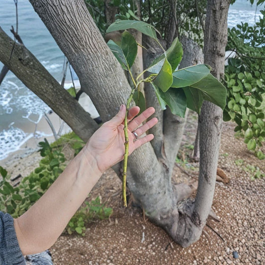 Kahalu’u Avocado Scions – Dwarf Cold Hardy Hawaiian Variety 5 Fresh Scions | Rare & Delicious | For Grafting Only  Compact Tree | Hawaiian Favorite | Collector’s Variety