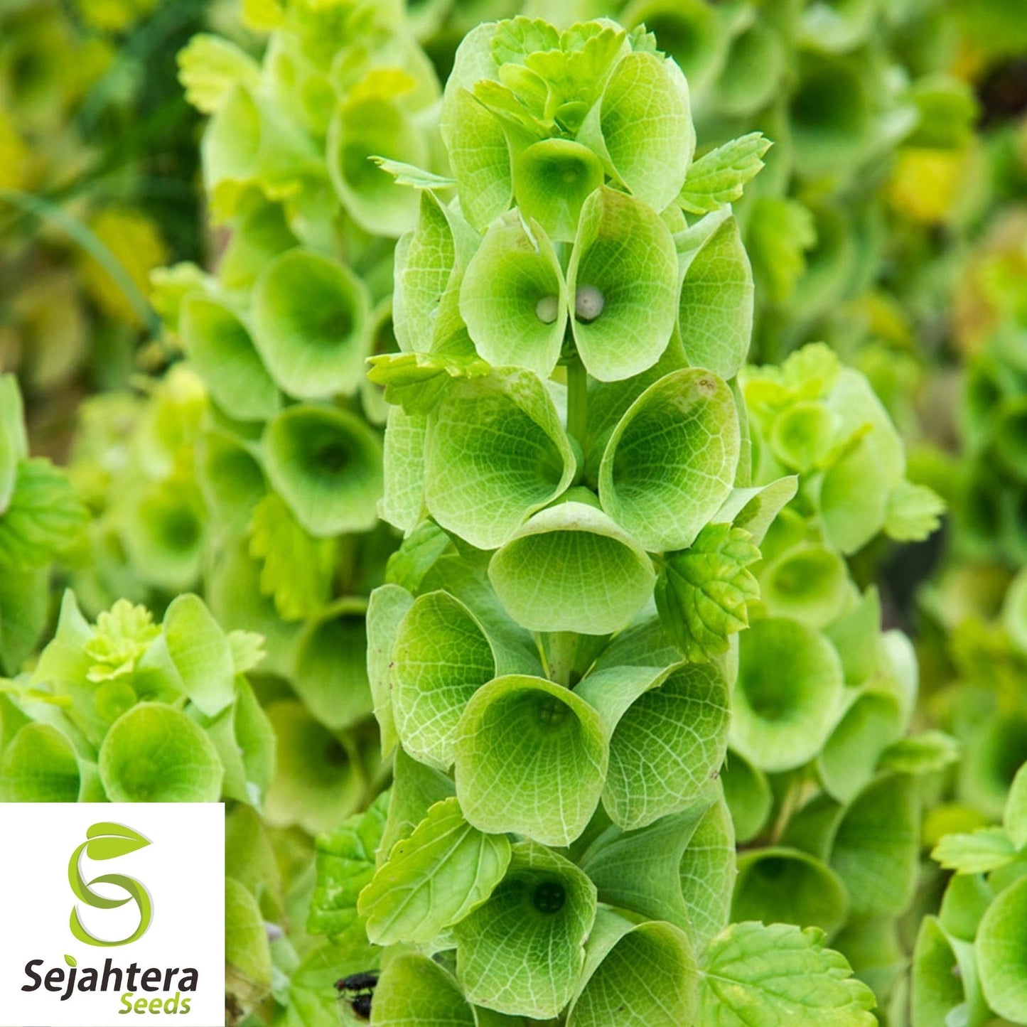 Bells of Ireland Seeds 150+ | Green Flower Moluccella laevis USA