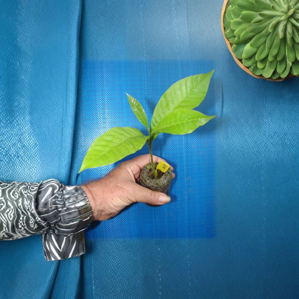 Abiu Tree – Pouteria caimito Live Seedling | 1–2 Feet Tall | Grown in Hawaii  The Emperor’s Golden Fruit | Sweet Caramel Flavor | Rare Tropical Tree