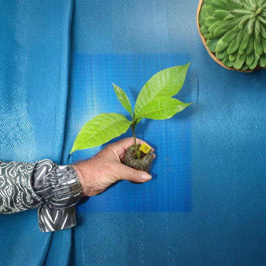 Abiu Tree – Pouteria caimito Live Seedling | 1–2 Feet Tall | Grown in Hawaii  The Emperor’s Golden Fruit | Sweet Caramel Flavor | Rare Tropical Tree