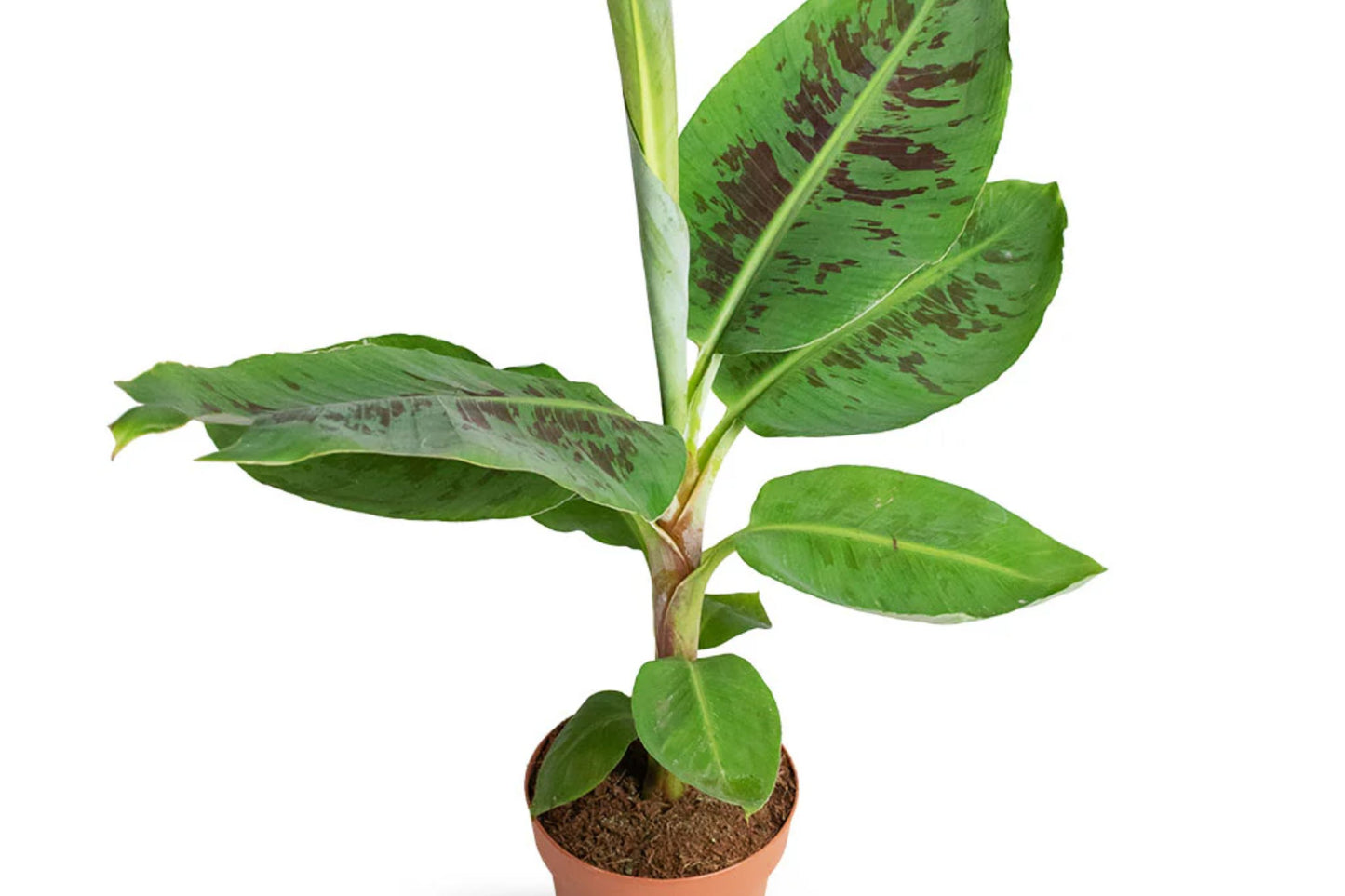 Dwarf Cavendish Banana Tree – Musa Cavendish | Cold Hardy Tropical Fruit Tree