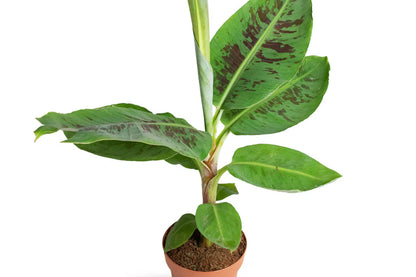 Dwarf Cavendish Banana Tree – Musa Cavendish | Cold Hardy Tropical Fruit Tree