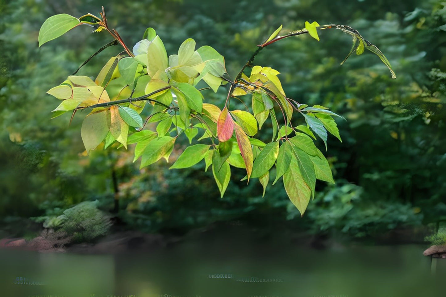 Henrys Maple (ACER henryi)