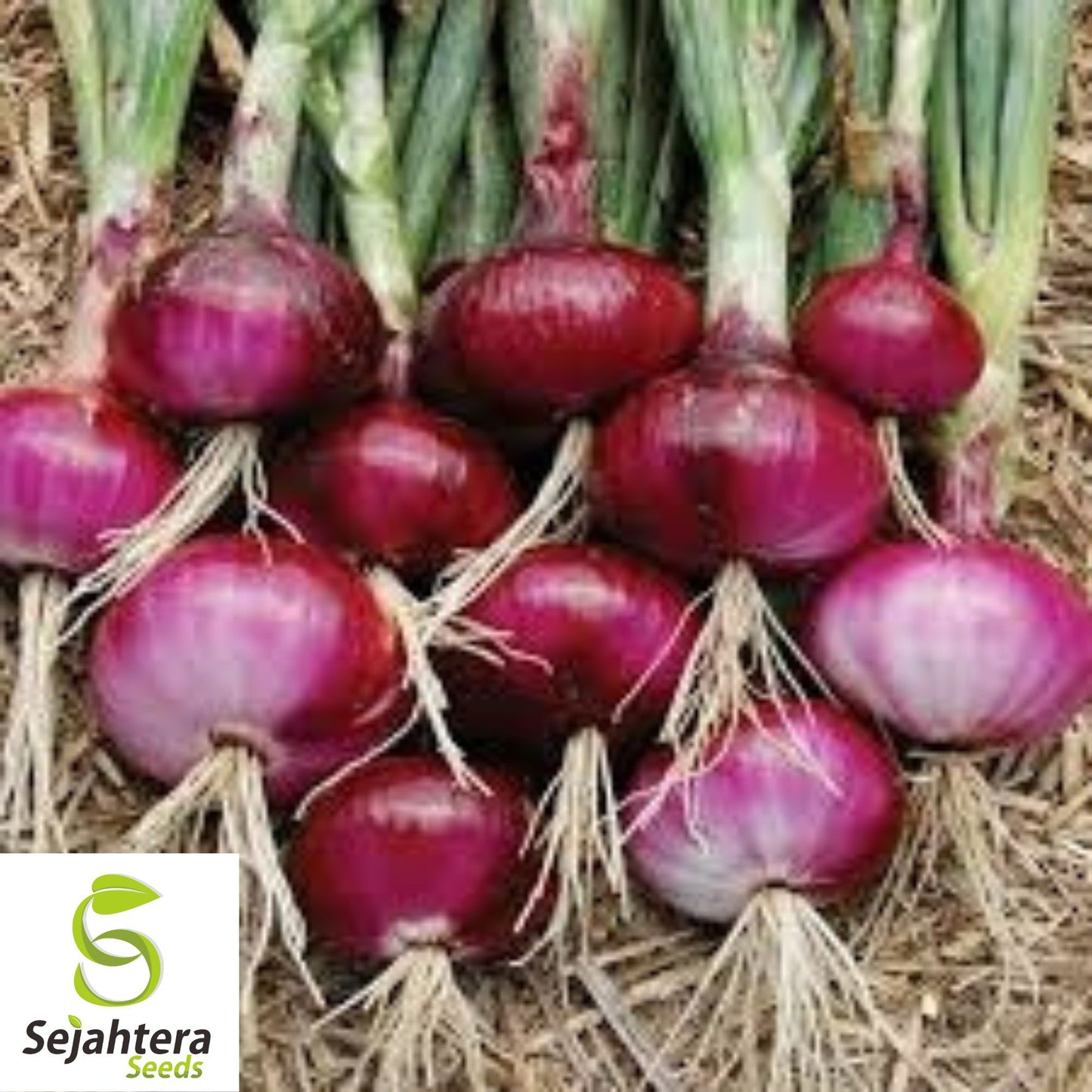 250+ Red Burgundy Onion Seeds - Non-GMO, Heirloom & Sweet Variety