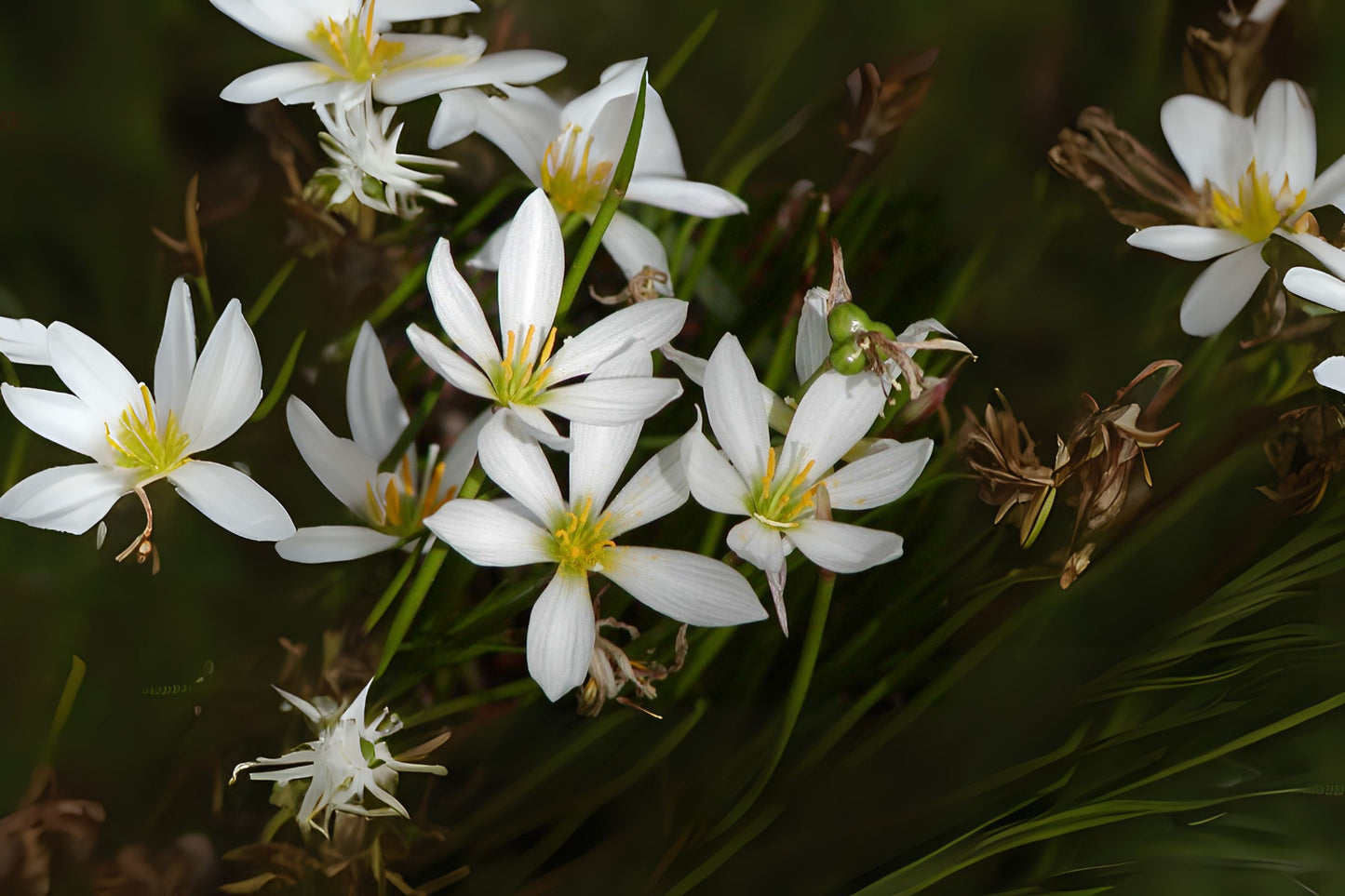 Rainlily Bulbs - 10 Pack White Zephyr Lily, Fairy Lily, Rain Flower - Zephyranthes - Amaryllidaceae Family