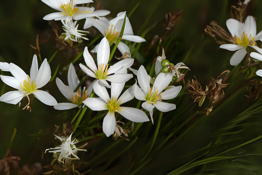 Rainlily Bulbs - 10 Pack White Zephyr Lily, Fairy Lily, Rain Flower - Zephyranthes - Amaryllidaceae Family