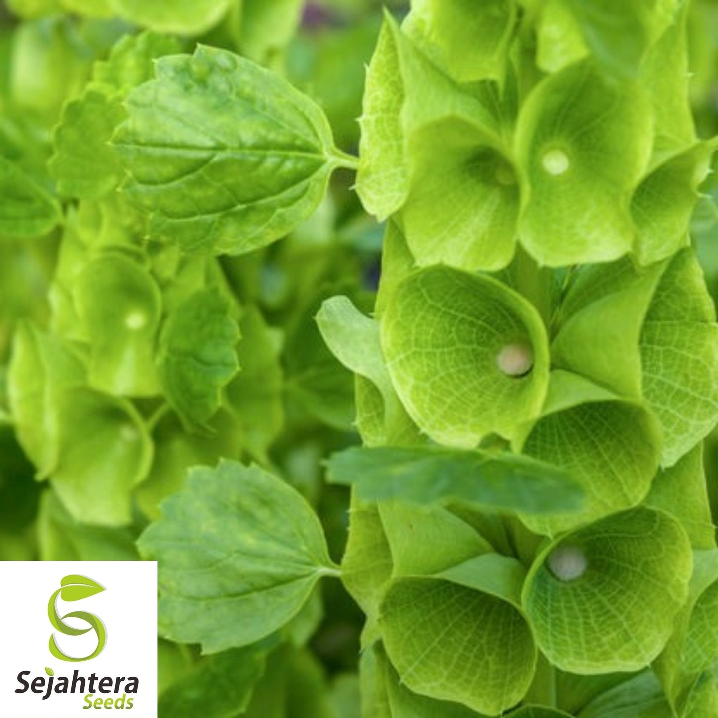 Bells of Ireland Seeds 150+ | Green Flower Moluccella laevis USA