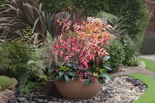 Heavenly Bamboo Sacred Bamboo (Nandina domestica)
