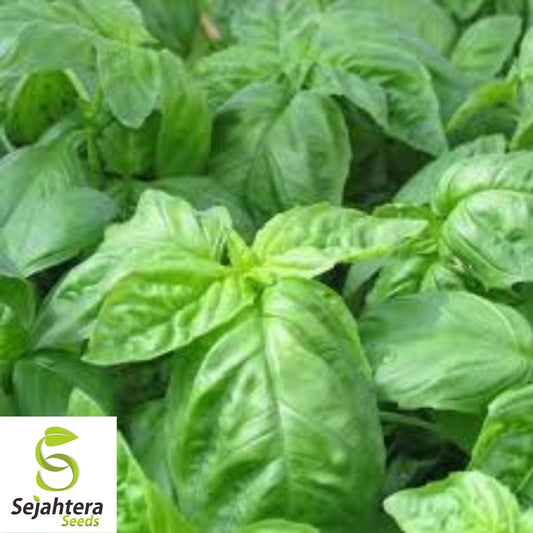 Basil Seeds 500+ | Italian Large Leaf Herb NON-GMO Heirloom USA