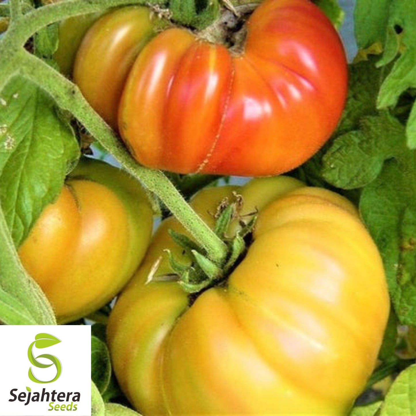 30 Pineapple Tomato Seeds - Non-GMO, Sweet & Colorful Heirloom Variety