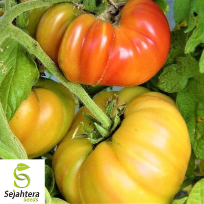 30 Pineapple Tomato Seeds - Non-GMO, Sweet & Colorful Heirloom Variety