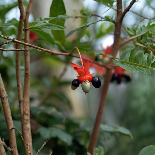 Ochna serrulata ‘Mickey Mouse’ – Mai Lá Nhỏ Live Flowering Shrub | 1–2 Feet Tall | Shipped in 6 Inch Pot  Fragrant Yellow Blooms | Unique Red & Black Fruit | Butterfly & Bird Friendly