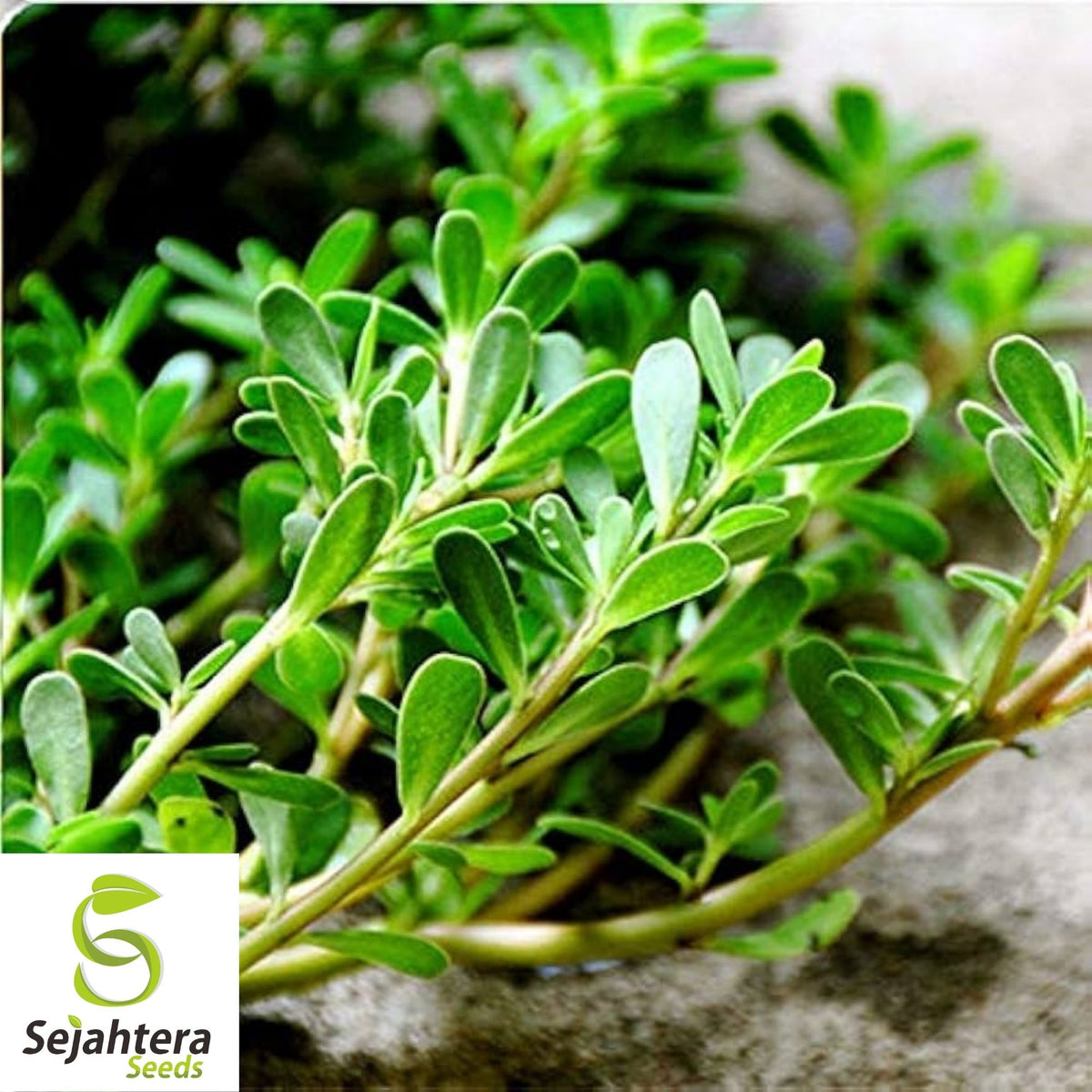 Green Purslane Seeds 500+ | Portulaca oleracea Edible Herb Garden USA