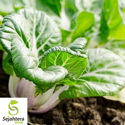 Pak Choi Cabbage Seeds 500+ | White Stem Chinese Vegetable NON-GMO USA
