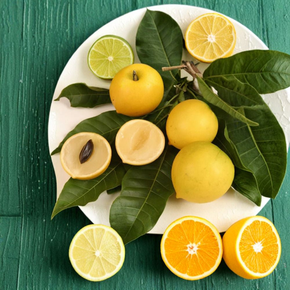 Abiu Tree – Pouteria caimito Live Seedling | 1–2 Feet Tall | Grown in Hawaii  The Emperor’s Golden Fruit | Sweet Caramel Flavor | Rare Tropical Tree