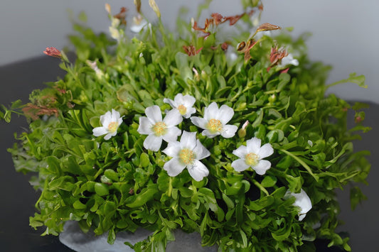 Moss Rose Plant 6in Pot White Portulaca Annual Flower Drought-Tolerant Succulent (Portulaca grandiflora)