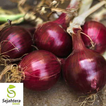 250+ Red Burgundy Onion Seeds - Non-GMO, Heirloom & Sweet Variety