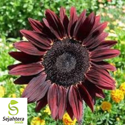 Chocolate Cherry Sunflower Seeds - 100+ Heirloom - Rare & Non-GMO - Organic