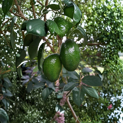 Kahalu’u Avocado Scions – Dwarf Cold Hardy Hawaiian Variety 5 Fresh Scions | Rare & Delicious | For Grafting Only  Compact Tree | Hawaiian Favorite | Collector’s Variety