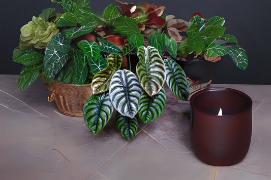 Alocasia Cuprea Plant in 6" Pot - Unique Shiny Leaves - Perfect for Indoor Decor - Alocasia Cuprea