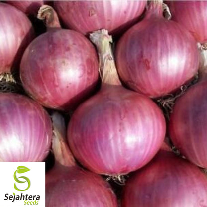 250+ Red Burgundy Onion Seeds - Non-GMO, Heirloom & Sweet Variety