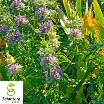 Lemon Mint Seeds - 250+ Heirloom, Organic, Non-GMO, Pollinator-Friendly & Fresh