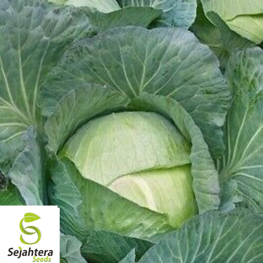 All Seasons Cabbage Seeds - 200+ Heirloom, Organic, Non-GMO & High-Yield