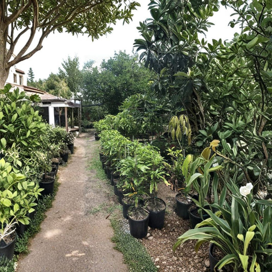 Dwarf Cogshall Mango Tree – Mangifera indica Grafted Live Tree | 3-Gallon Pot | Ultra-Compact Rare Variety  Fiberless Sweet Fruit | Red Blush Mango | Ready-to-Fruit Size