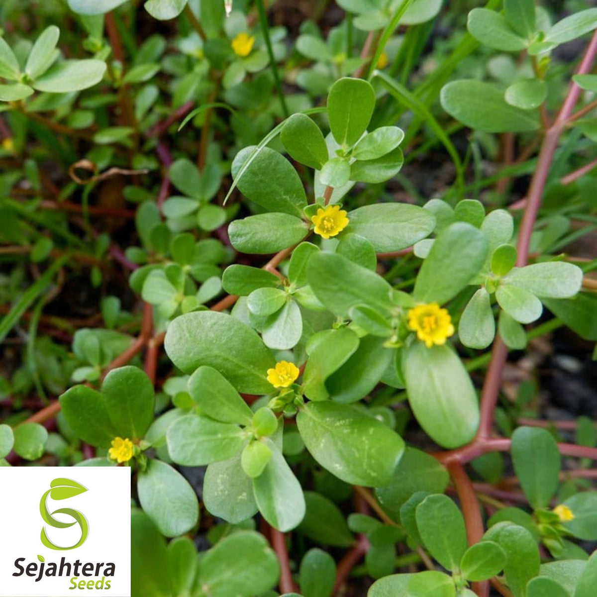 Green Purslane Seeds 500+ | Portulaca oleracea Edible Herb Garden USA