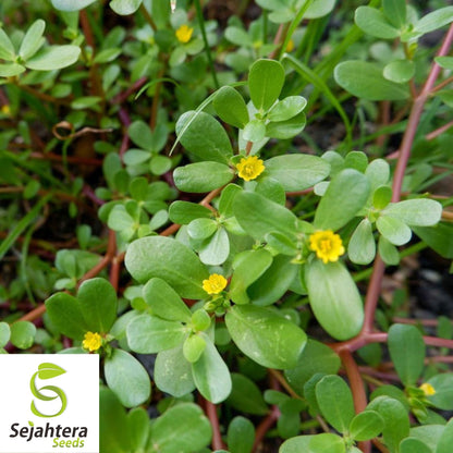 Green Purslane Seeds 500+ | Portulaca oleracea Edible Herb Garden USA