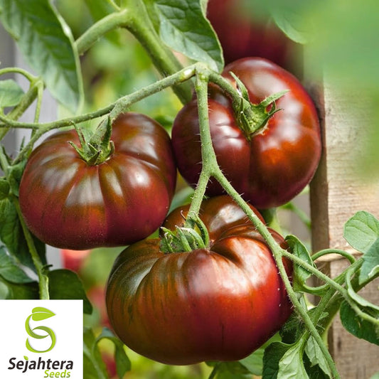10+ Paul Robeson Tomato Seeds - Heirloom, Organic, Non-GMO, Rare & Flavorful