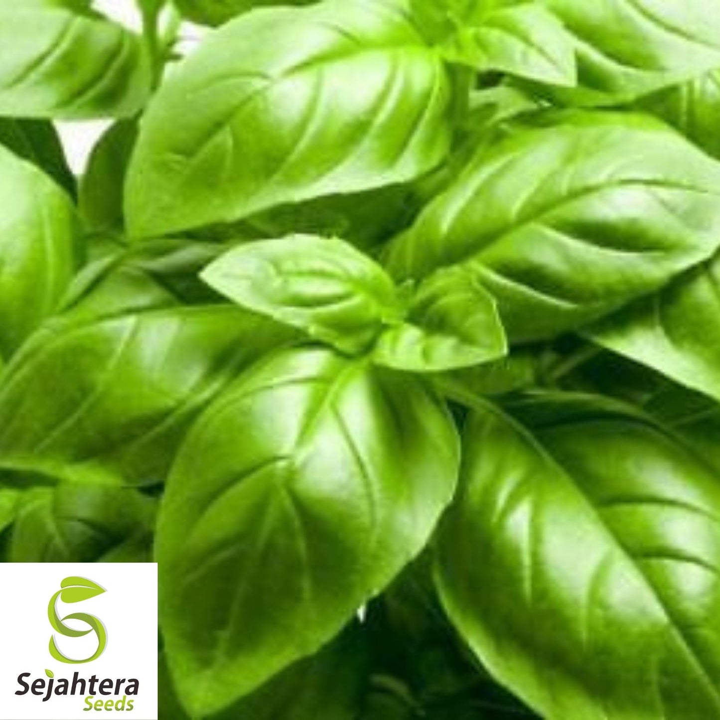 Basil Seeds 500+ | Italian Large Leaf Herb NON-GMO Heirloom USA