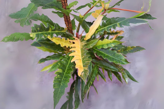 Philodendron Ring of Fire | 1 Gallon Rare Variegated Aroid | Tropical Plant for Collectors | Philodendron 'Ring of Fire'