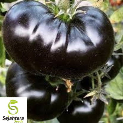 10+ Black Sea Man Tomato Seeds - Heirloom, Organic, Rare, Rich & Flavorful