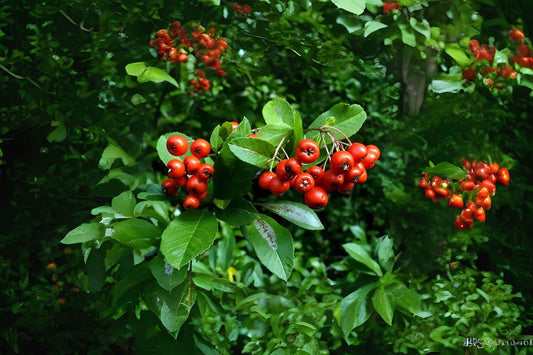 Firethorn Scarlet Firethorn (Pyracantha coccinea clean seed)