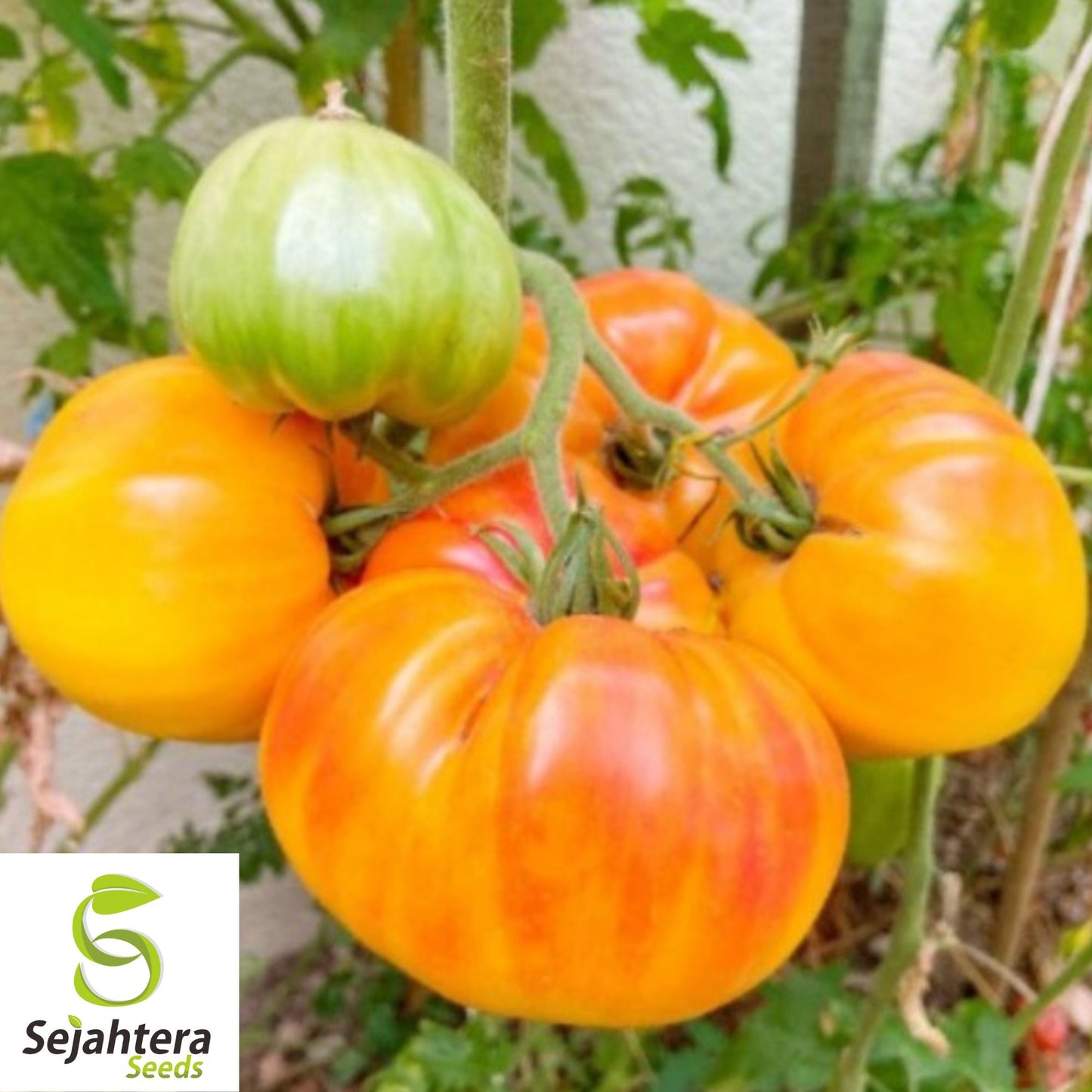 30 Pineapple Tomato Seeds - Non-GMO, Sweet & Colorful Heirloom Variety