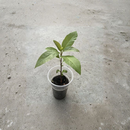Avocado Tree Seedling – Persea americana Live Plant in Pot | Approximately 10 Inches Tall  Compact Starter Tree | Easy to Grow | Ready to Plant