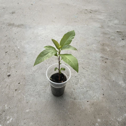 Avocado Tree Seedling – Persea americana Live Plant in Pot | Approximately 10 Inches Tall  Compact Starter Tree | Easy to Grow | Ready to Plant