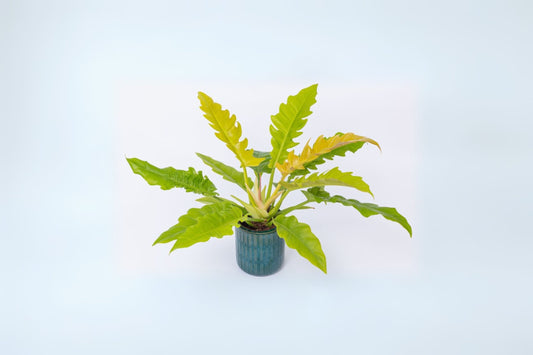 Philodendron Ring of Fire 6" Pot - Variegated Tropical Plant, Unique Foliage, Philodendron 'Ring of Fire'