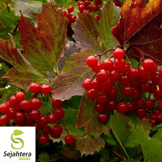 20+ Highbush Cranberry Seeds - Viburnum Trilobum, Edible Berries, Cold-Hardy