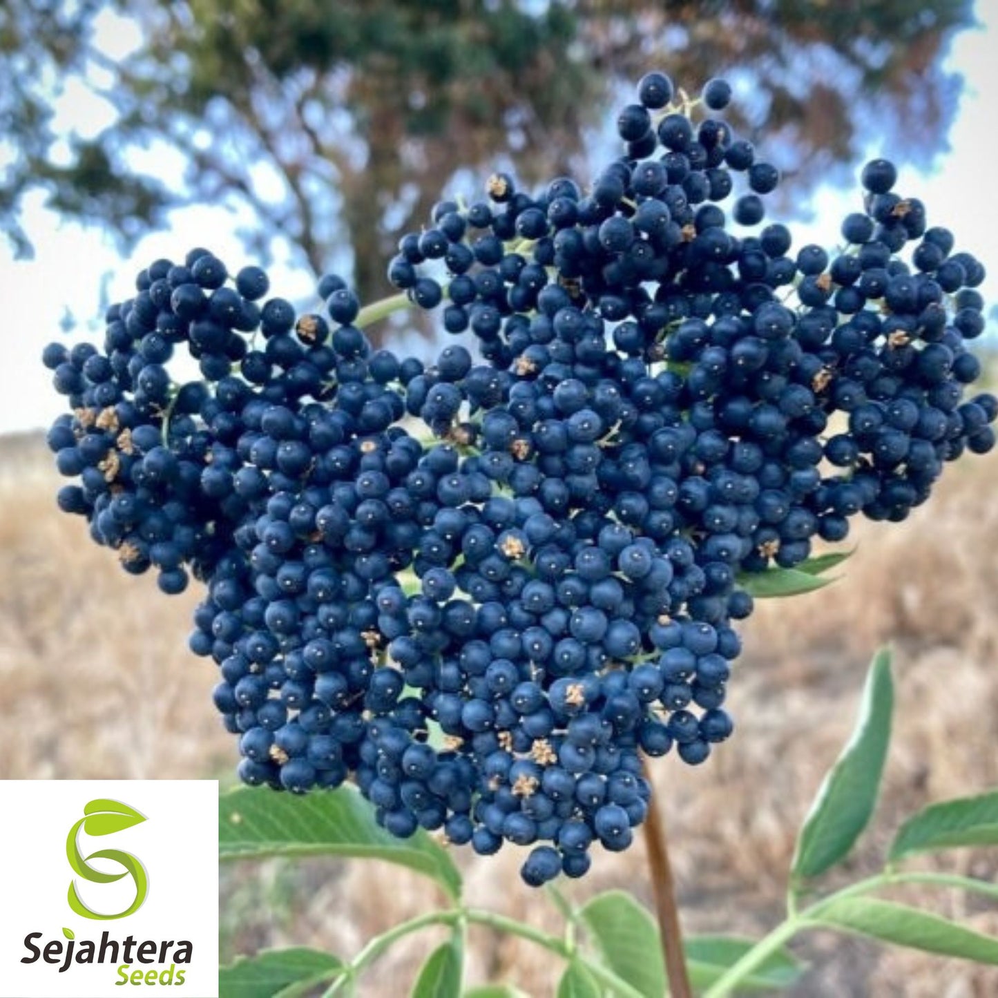 150 Blue Elderberry Seeds {Sambucus caerulea} | Edible Fruit